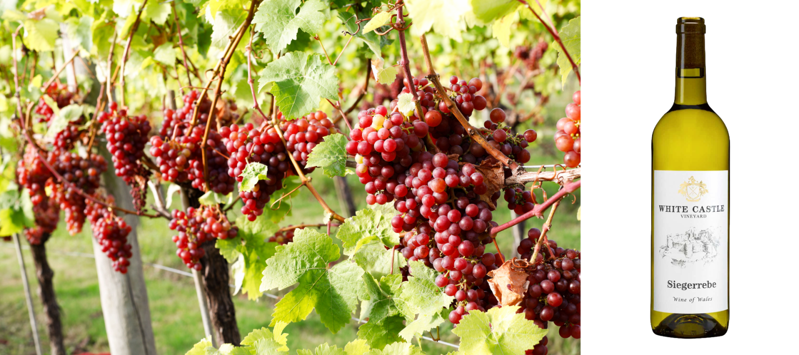 vines and wine bottle